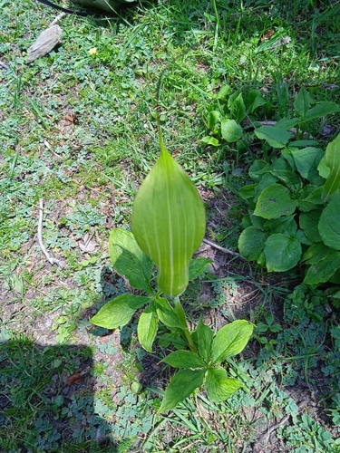 Arisaema jacquemontii (Jacquemont's cobra lily) — photo