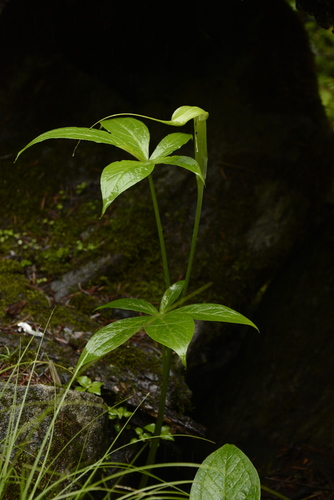 Arisaema jacquemontii