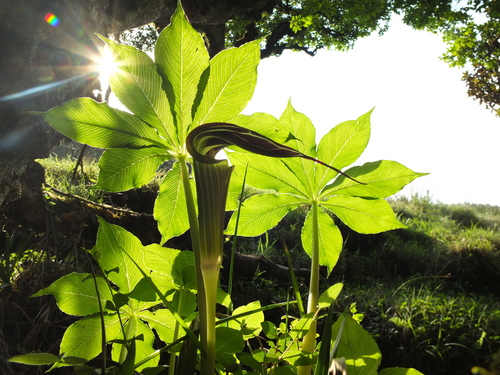 Arisaema leschenaultii (Cobra lily) — photo