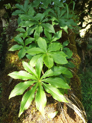 Arisaema leschenaultii (Cobra lily) — photo