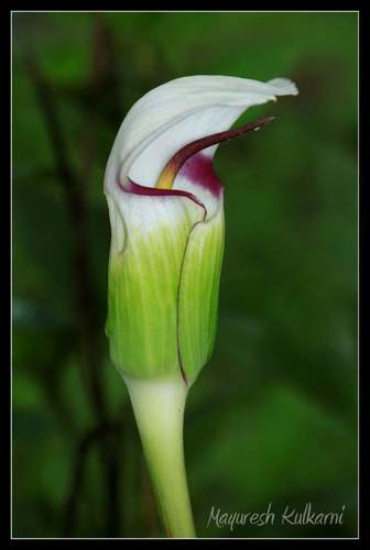 Arisaema murrayi (Murray's cobra lily) — photo