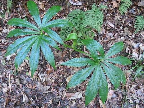 Arisaema negishii (Japanese cobra lily) — photo