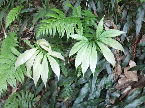 Arisaema negishii