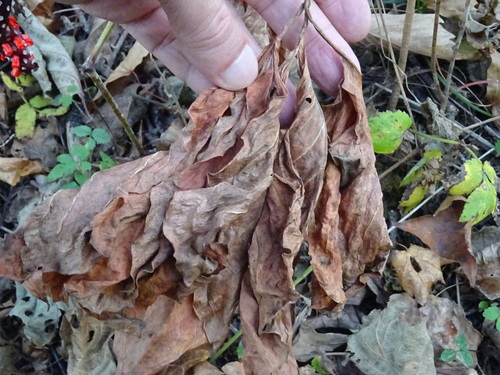 Arisaema peninsulae — photo