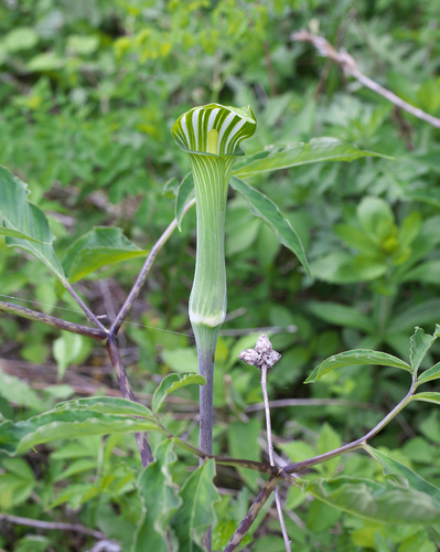 Arisaema peninsulae — photo