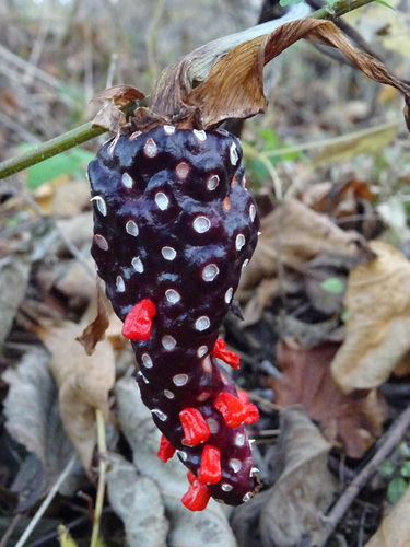 Arisaema peninsulae