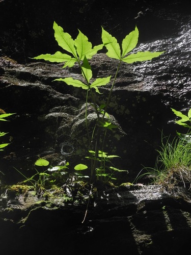 Arisaema quinatum (Five-leafed Jack-in-the-pulpit) — photo