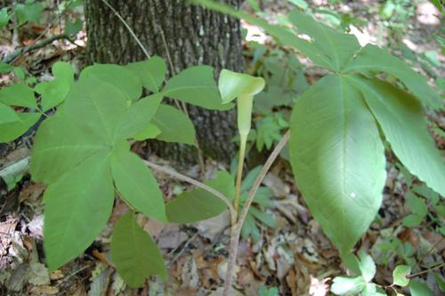 Arisaema quinatum (Five-leafed Jack-in-the-pulpit) — photo