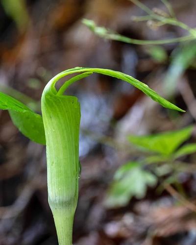 Arisaema quinatum