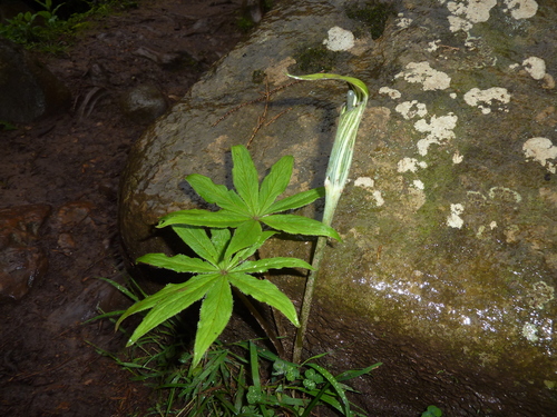 Arisaema schimperianum (Ye-eregnich tila) — photo