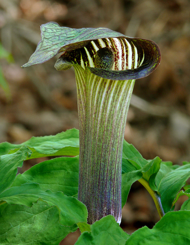 Arisaema serratum — photo