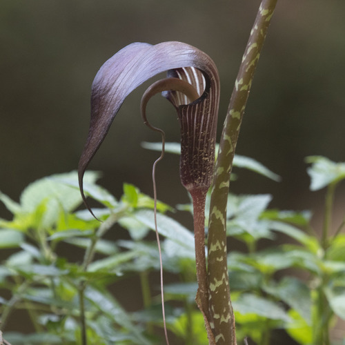 Arisaema speciosum (Cobra lily) — photo