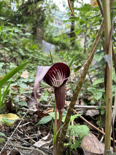 Arisaema speciosum (Cobra lily) — photo