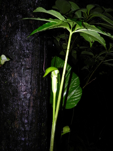 Arisaema tortuosum (Jack-in-the-pulpit) — photo