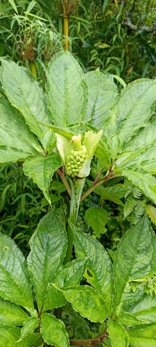 Arisaema tortuosum (Jack-in-the-pulpit) — photo