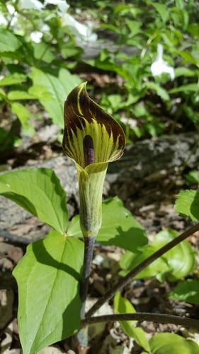 Arisaema triphyllum