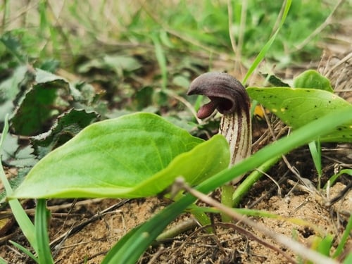 Arisarum simorrhinum — photo