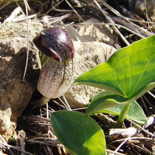 Arisarum simorrhinum — photo