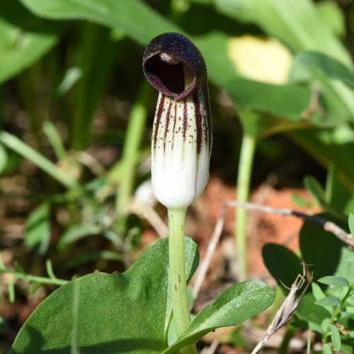 Arisarum simorrhinum