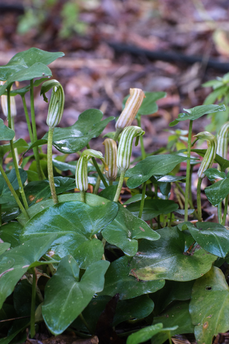 Arisarum vulgare (Common Arisarum) — photo