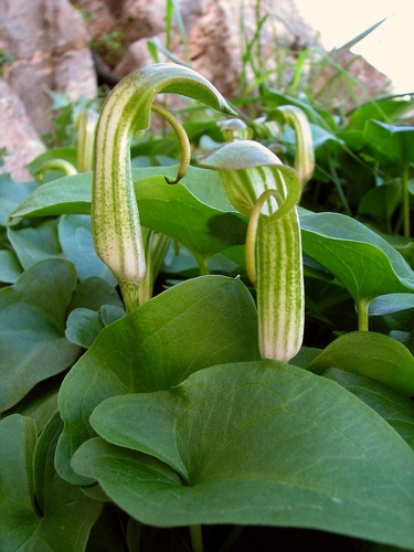 Arisarum vulgare (Common Arisarum) — photo