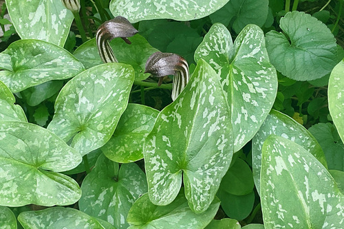 Arisarum vulgare