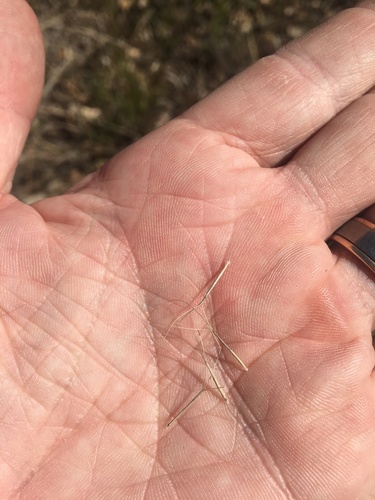 Aristida acuta — photo