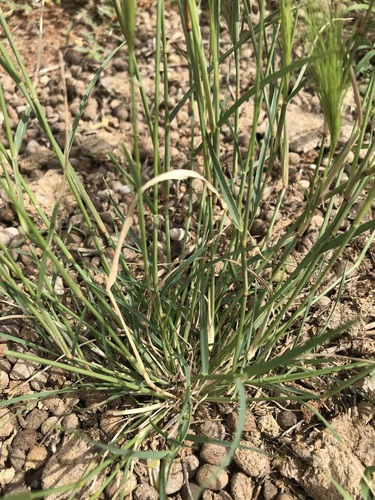 Aristida congesta — photo