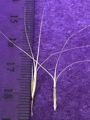 Aristida inaequiglumis (Curly wire grass) — photo
