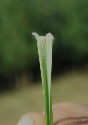 Aristida pilgeri — photo