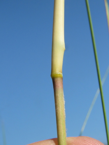 Aristida pilgeri — photo