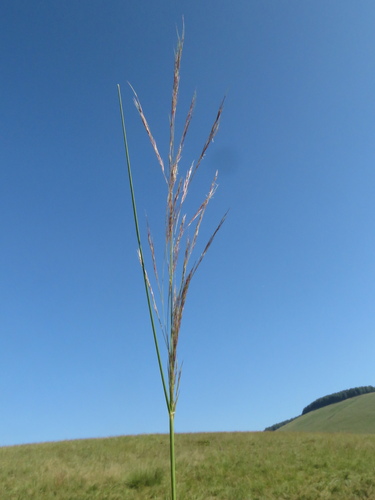 Aristida pilgeri