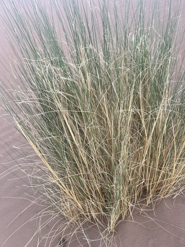 Aristida pungens — photo