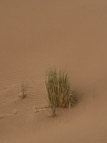 Aristida pungens — photo