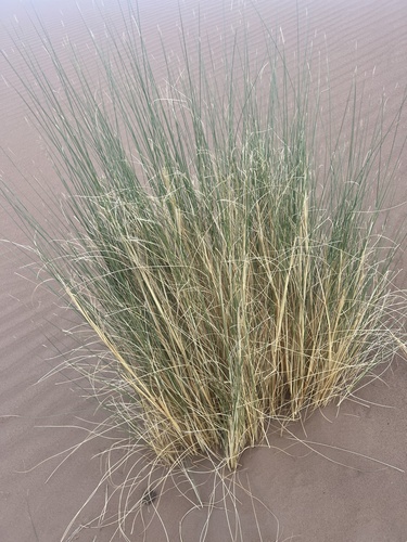 Aristida pungens