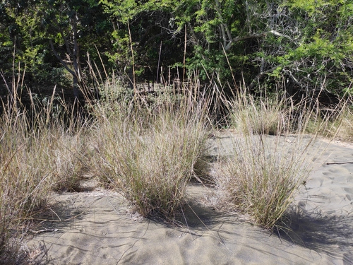 Aristida setacea — photo