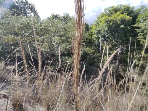 Aristida setacea — photo