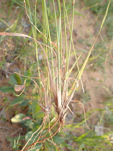 Aristida stipitata — photo