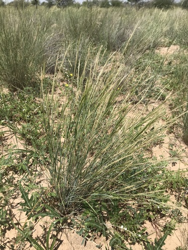 Aristida stipitata