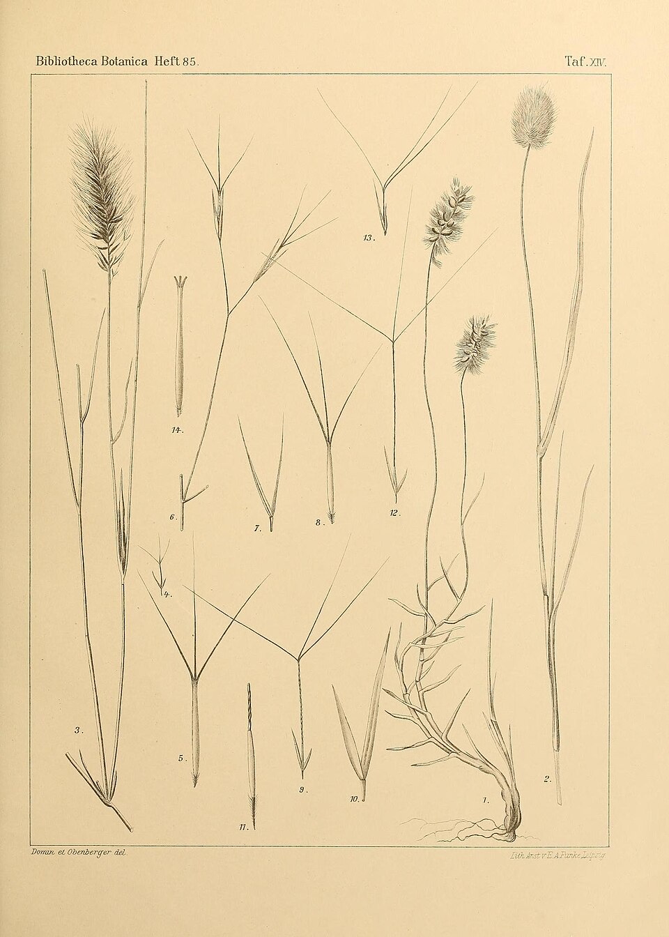 Aristida stipoides (Grootfontein bristlegrass) — photo