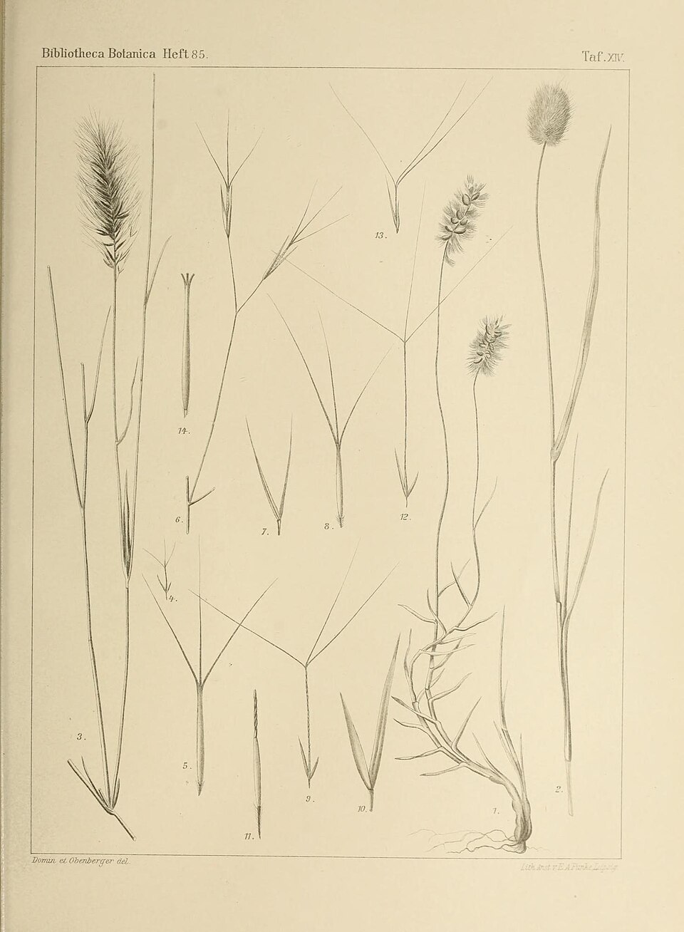 Aristida stipoides
