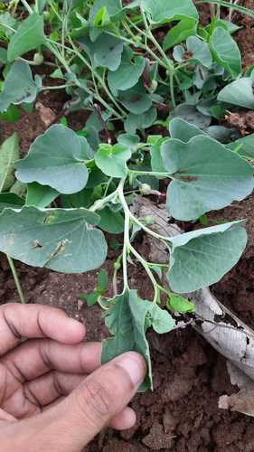Aristolochia bracteolata (Bracteated birthwort) — photo