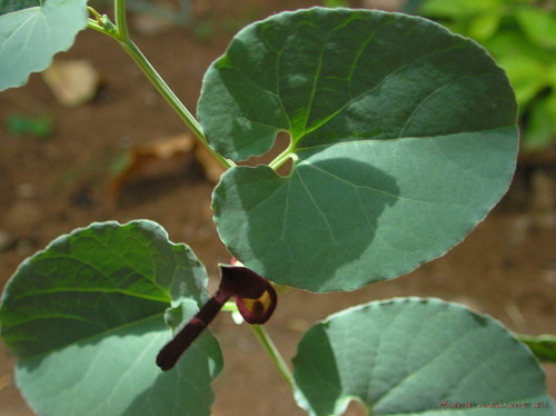 Aristolochia bracteolata (Bracteated birthwort) — photo