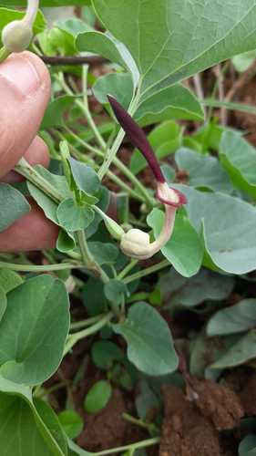 Aristolochiaceae