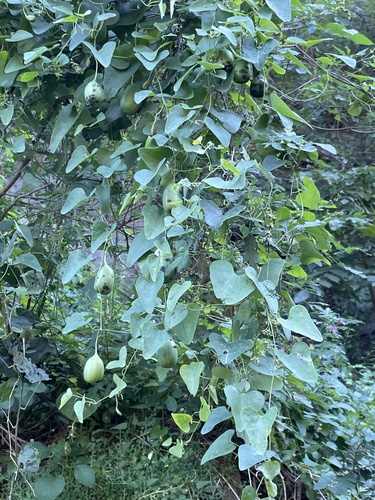 Aristolochia contorta (Ma dou ling) — photo