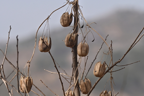 Aristolochia contorta (Ma dou ling) — photo