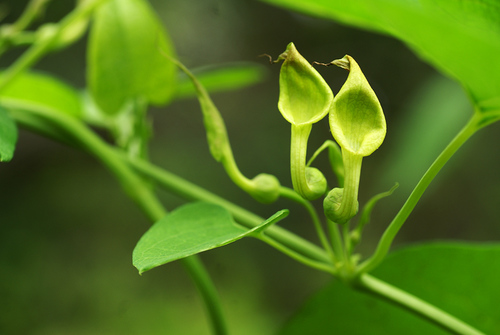 Aristolochia contorta