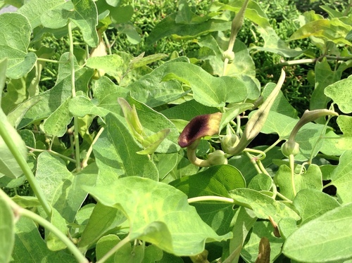 Aristolochia debilis (Ma dou ling) — photo