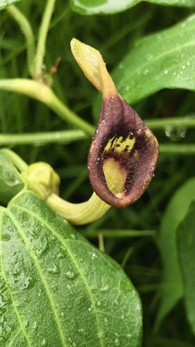 Aristolochia debilis