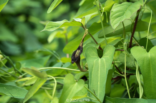 Aristolochia debilis (Ma dou ling) — photo
